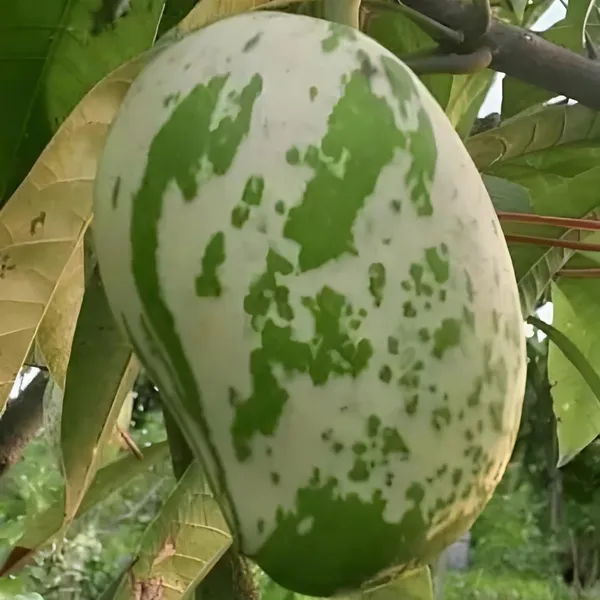Variegated_Mango_Aam_Grafted_Fruit_Plant_(1.5-3_Feet_Height)
