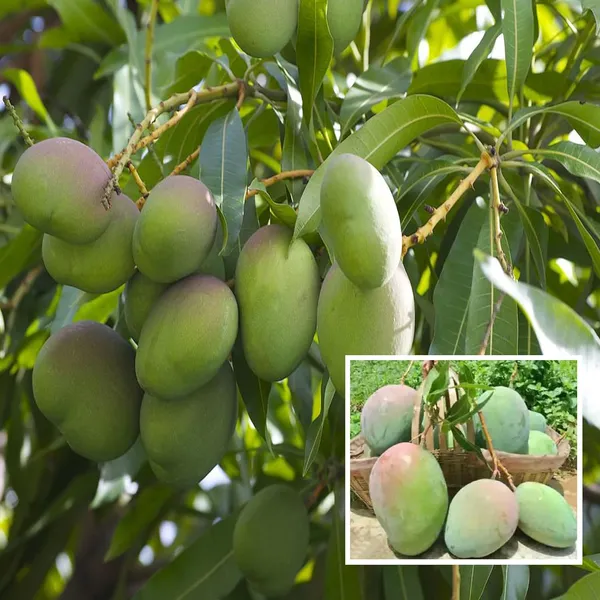 Nelam_Mango_Aam_Grafted_Fruit_Plant_(1.5-3_Feet_Height)