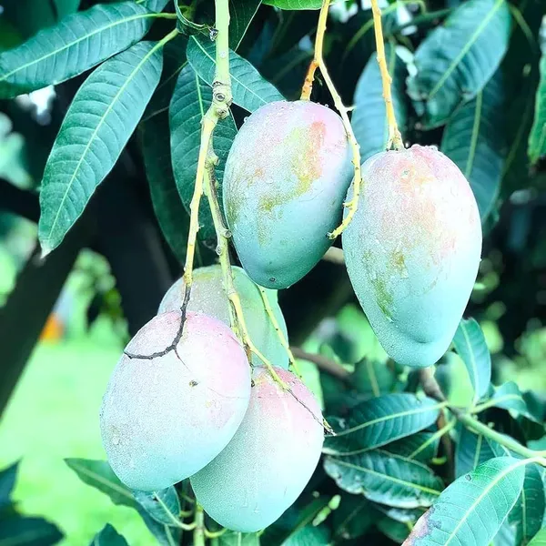 Nelam_Mango_Aam_Grafted_Fruit_Plant_(1.5-3_Feet_Height)