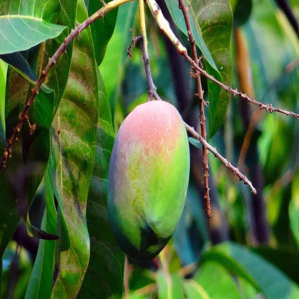 Nelam_Mango_Aam_Grafted_Fruit_Plant_(1.5-3_Feet_Height)