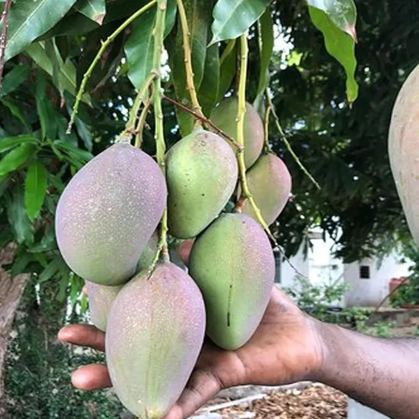 Nelam_Mango_Aam_Grafted_Fruit_Plant_(1.5-3_Feet_Height)