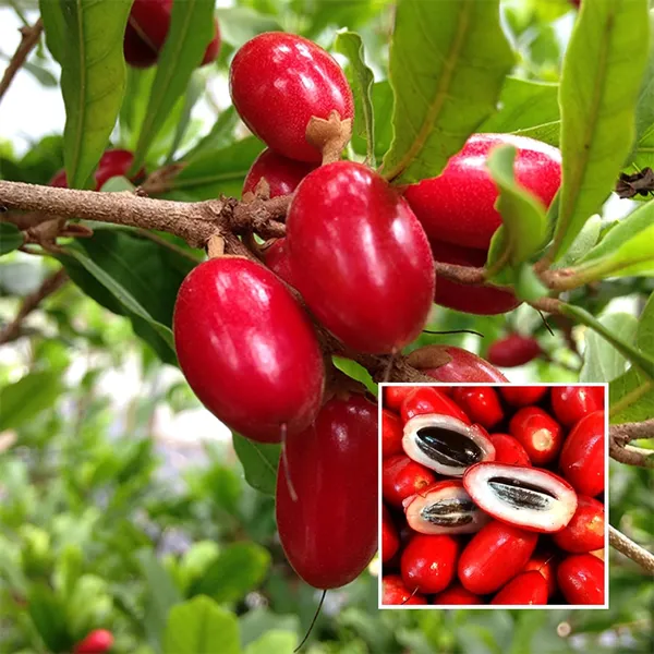 Miracle_Fruit_Layering/Grafted_Fruit_Plant_(1-2_Feet_Height)