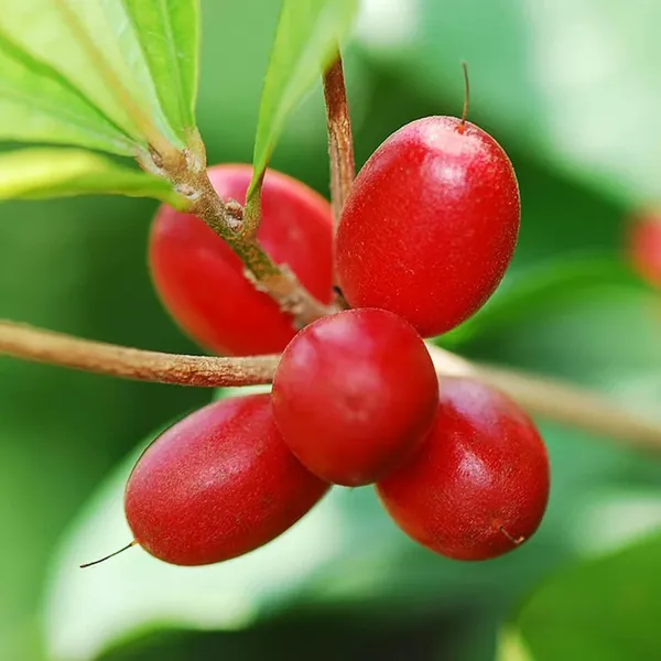 Miracle_Fruit_Layering/Grafted_Fruit_Plant_(1-2_Feet_Height)
