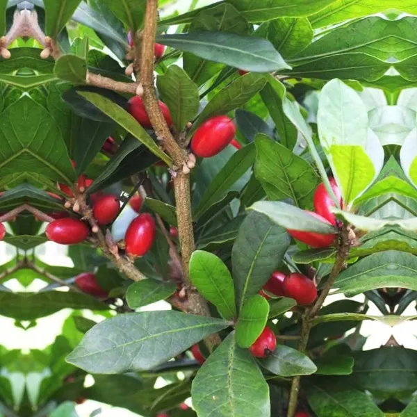 Miracle_Fruit_Layering/Grafted_Fruit_Plant_(1-2_Feet_Height)