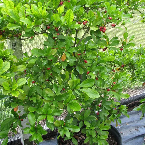Miracle_Fruit_Layering/Grafted_Fruit_Plant_(1-2_Feet_Height)
