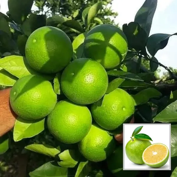 Sathgudi_Mosambi_Grafted_Fruit_Plant_(1.5-2_Feet_Height)