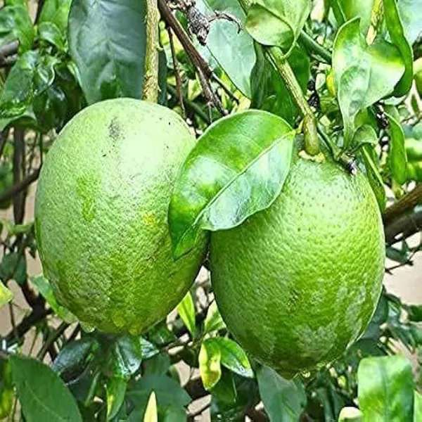 Sathgudi_Mosambi_Grafted_Fruit_Plant_(1.5-2_Feet_Height)