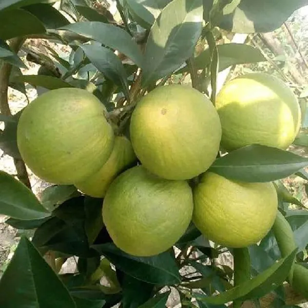 Sathgudi_Mosambi_Grafted_Fruit_Plant_(1.5-2_Feet_Height)