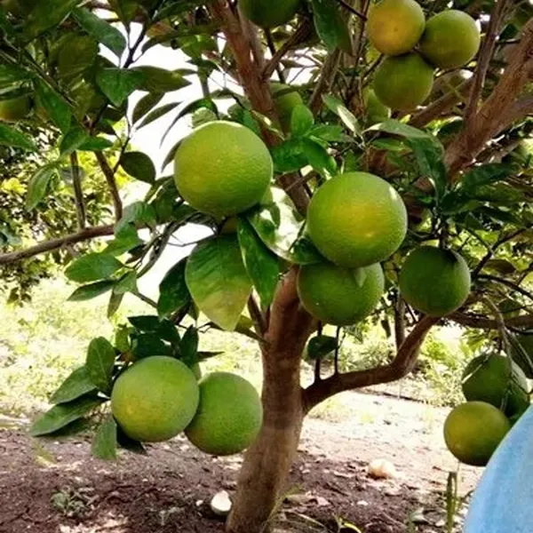 Sathgudi_Mosambi_Grafted_Fruit_Plant_(1.5-2_Feet_Height)