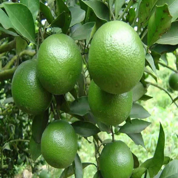 Jalna_Sweet_Mosambi_Grafted_Fruit_Plant_(1.5-2_Feet_Height)