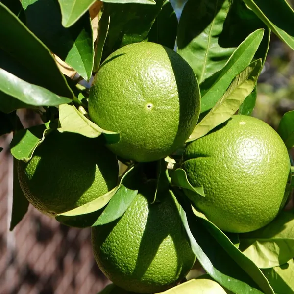 Jalna_Sweet_Mosambi_Grafted_Fruit_Plant_(1.5-2_Feet_Height)