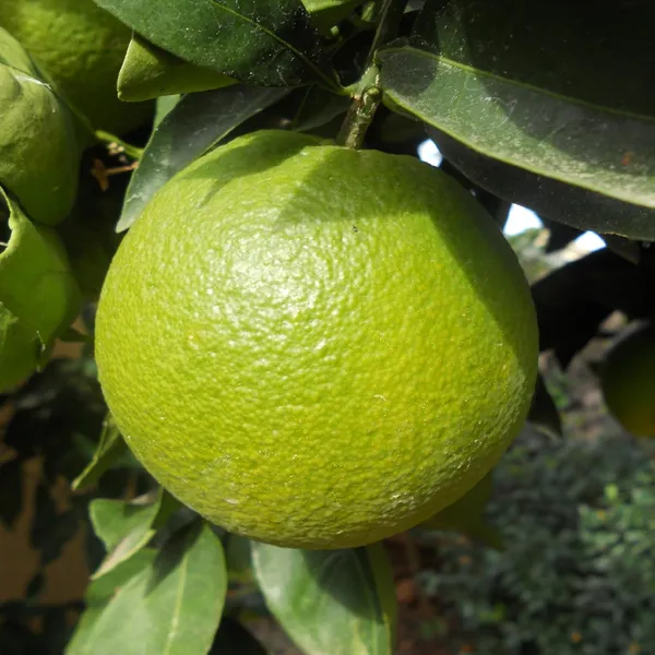 Jalna_Sweet_Mosambi_Grafted_Fruit_Plant_(1.5-2_Feet_Height)