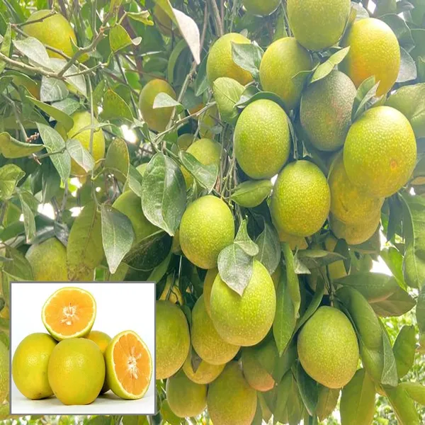 Ixora Farming Sweet Indian Mosambi Grafted Fruit Plant (1.5-2 Feet