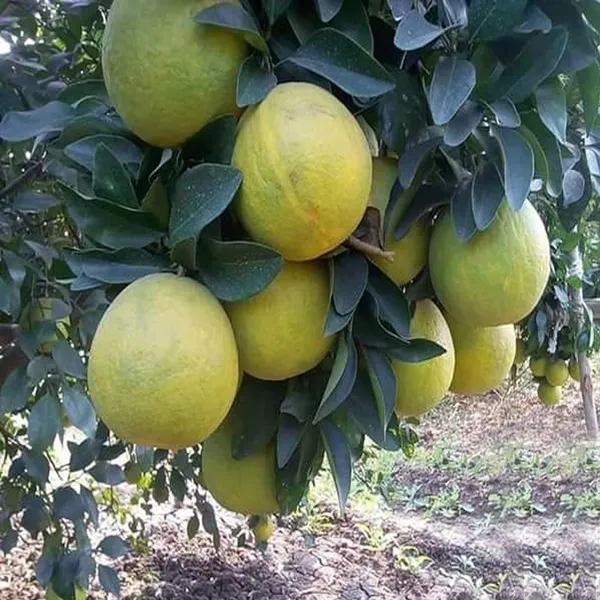 Sweet_Indian_Mosambi_Grafted_Fruit_Plant_(1.5-2_Feet_Height)