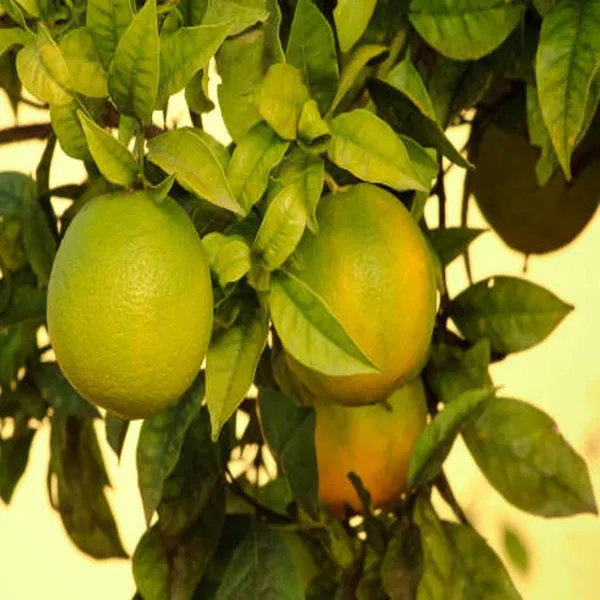 Sweet_Indian_Mosambi_Grafted_Fruit_Plant_(1.5-2_Feet_Height)