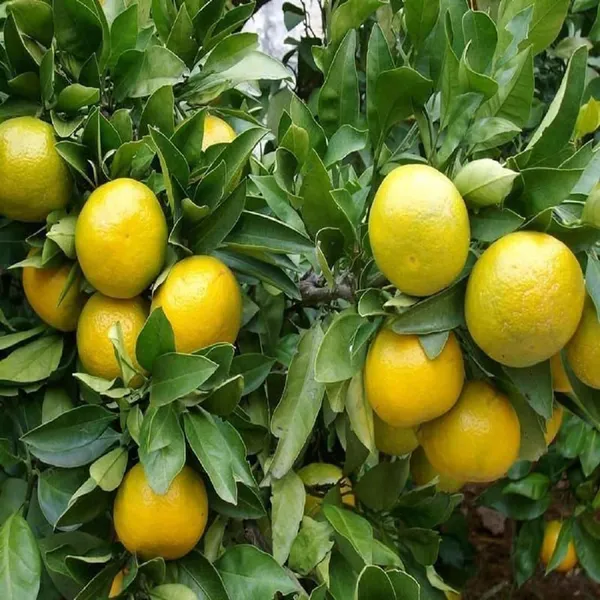 Misoriyo_All_Time_Malta_Mosambi_Grafted_Fruit_Plant_(1.5-2_Feet_Height)