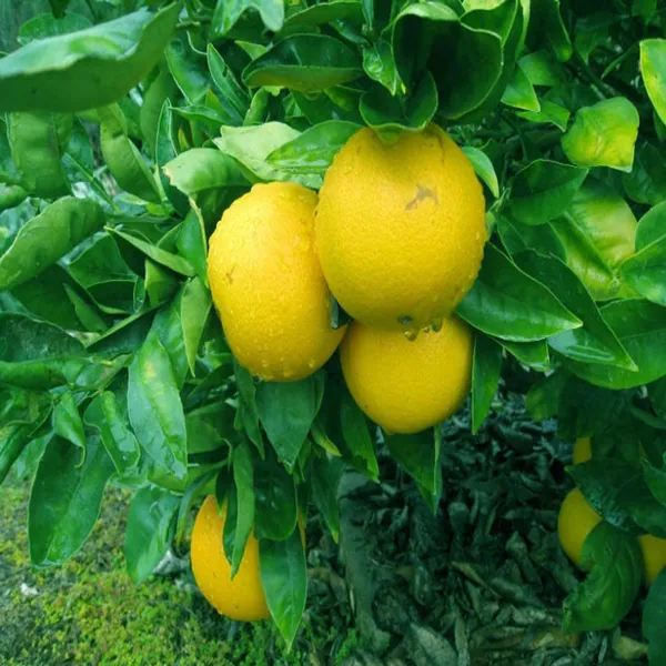 Misoriyo_All_Time_Malta_Mosambi_Grafted_Fruit_Plant_(1.5-2_Feet_Height)