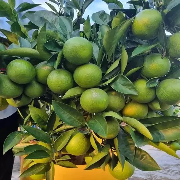Misoriyo_All_Time_Malta_Mosambi_Grafted_Fruit_Plant_(1.5-2_Feet_Height)