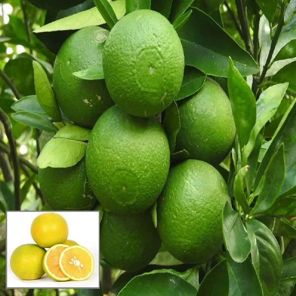 Bangladesh_Bari_1_Malta_Mosambi_Grafted_Fruit_Plant_(1.5-2_Feet_Height)