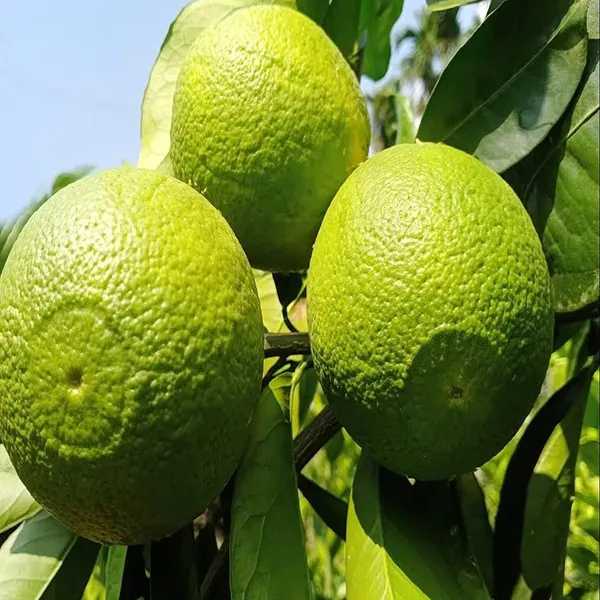 Bangladesh_Bari_1_Malta_Mosambi_Grafted_Fruit_Plant_(1.5-2_Feet_Height)