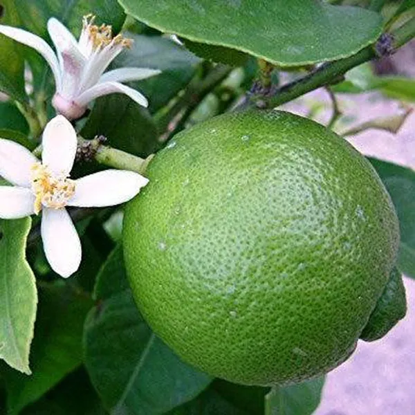 Bangladesh_Bari_1_Malta_Mosambi_Grafted_Fruit_Plant_(1.5-2_Feet_Height)