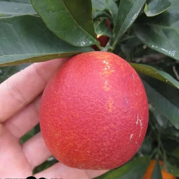 Red_Malta_Mosambi_Grafted_Fruit_Plant_(1.5-2_Feet_Height)