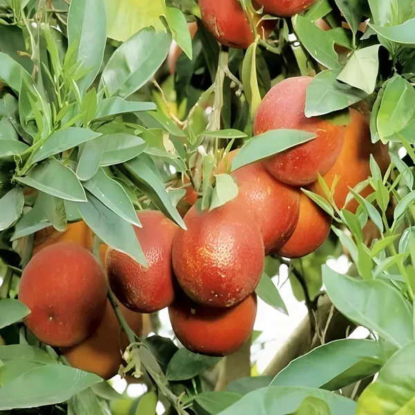Red_Malta_Mosambi_Grafted_Fruit_Plant_(1.5-2_Feet_Height)