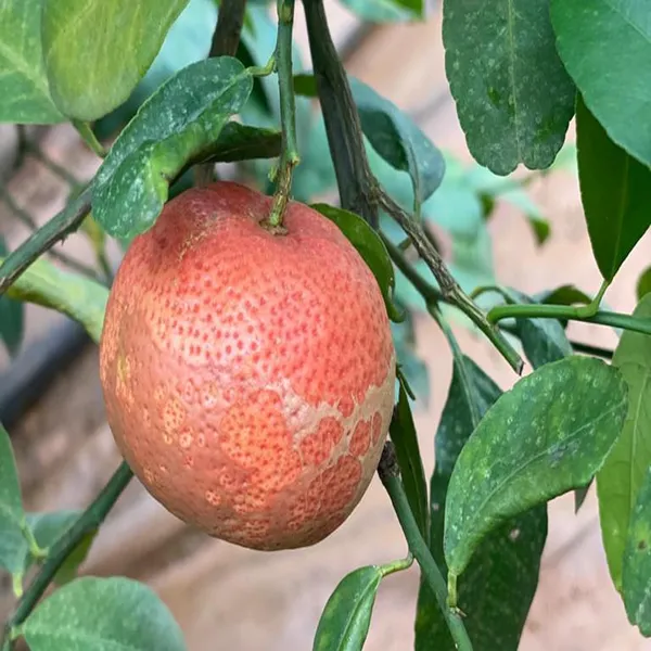 Red_Malta_Mosambi_Grafted_Fruit_Plant_(1.5-2_Feet_Height)