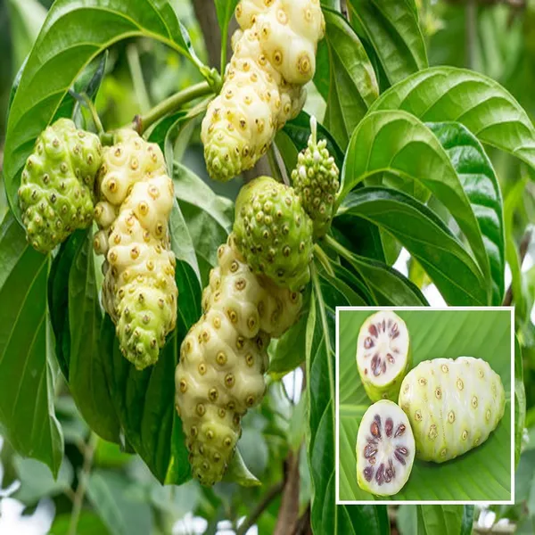 Noni_Cheese_Fruit_Plant_(1-2_Feet_Height)