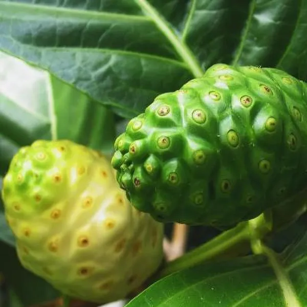 Noni_Cheese_Fruit_Plant_(1-2_Feet_Height)