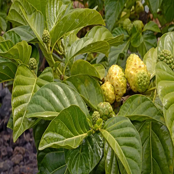 Noni_Cheese_Fruit_Plant_(1-2_Feet_Height)