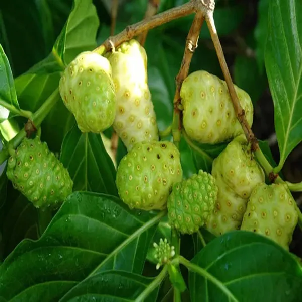 Noni_Cheese_Fruit_Plant_(1-2_Feet_Height)