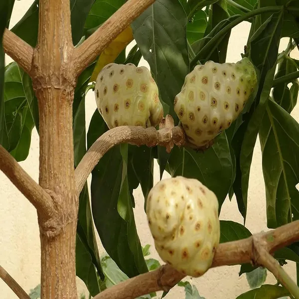 Noni_Cheese_Fruit_Plant_(1-2_Feet_Height)