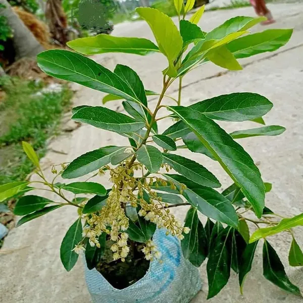 Sweet_All_Time_O_Jalpai_All_Time_Layering/Grafted_Fruit_Plant_(1.5-3_Feet_Height)