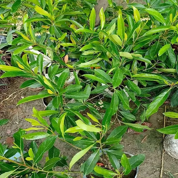 Sweet_All_Time_O_Jalpai_All_Time_Layering/Grafted_Fruit_Plant_(1.5-3_Feet_Height)