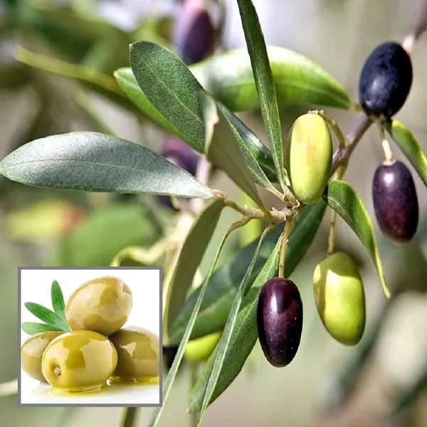 O_Jaitun_Layering/Grafted_Fruit_Plant_(1.5-3_Feet_Height)