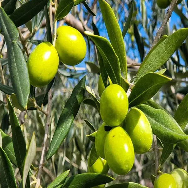 O_Jaitun_Layering/Grafted_Fruit_Plant_(1.5-3_Feet_Height)