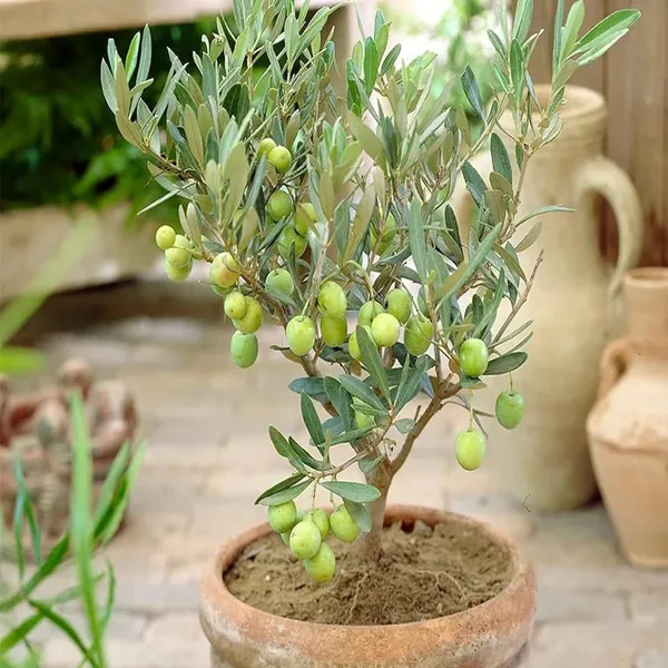O_Jaitun_Layering/Grafted_Fruit_Plant_(1.5-3_Feet_Height)