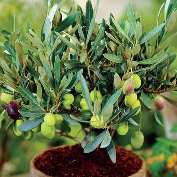 O_Jaitun_Layering/Grafted_Fruit_Plant_(1.5-3_Feet_Height)