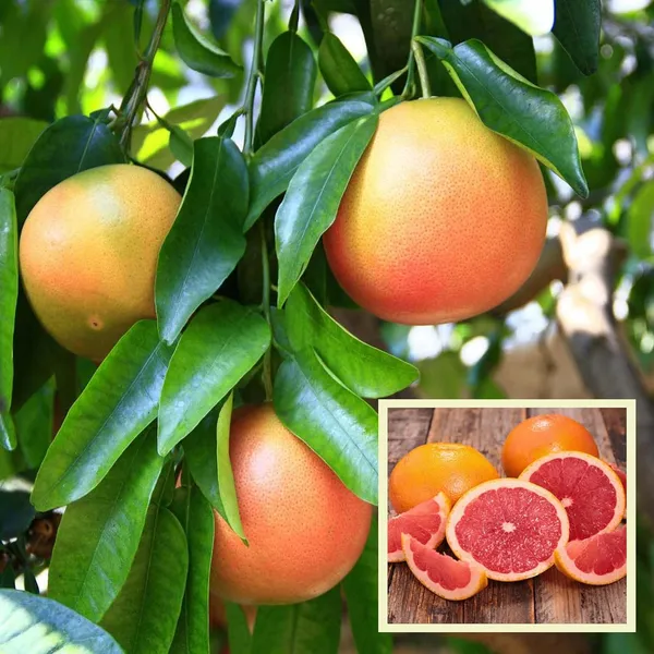 Star_Ruby_Grapefruit_Grafted_Fruit_Plant_(1-2_Feet_Height)