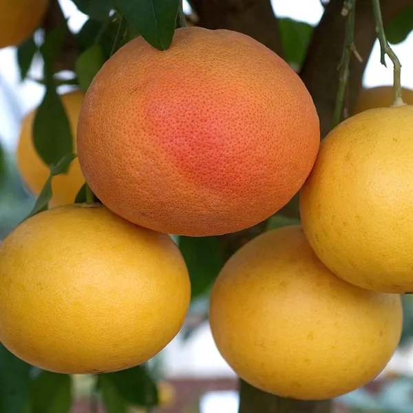 Star_Ruby_Grapefruit_Grafted_Fruit_Plant_(1-2_Feet_Height)