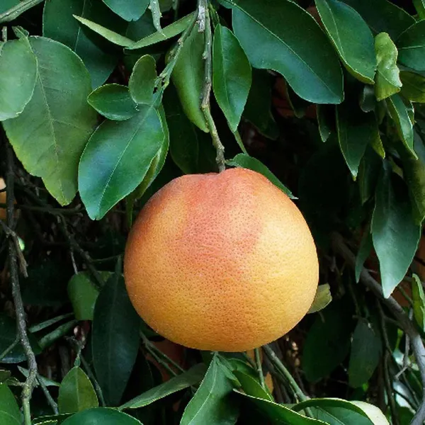 Star_Ruby_Grapefruit_Grafted_Fruit_Plant_(1-2_Feet_Height)