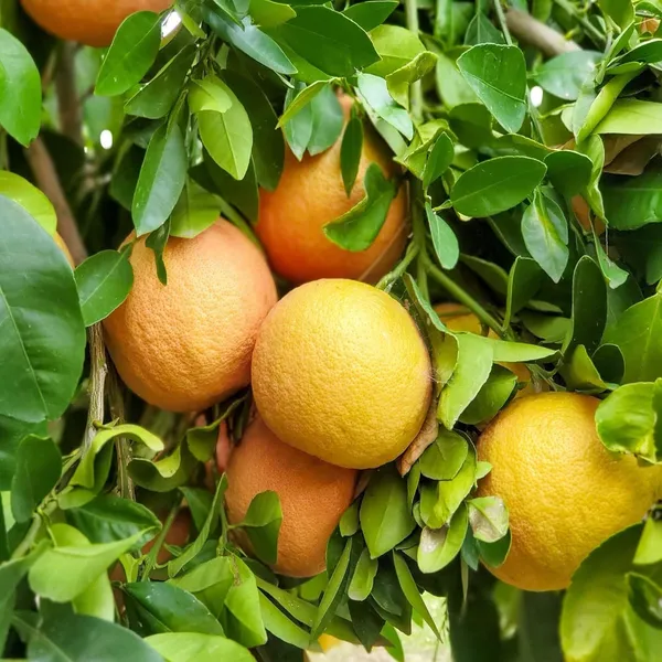Star_Ruby_Grapefruit_Grafted_Fruit_Plant_(1-2_Feet_Height)