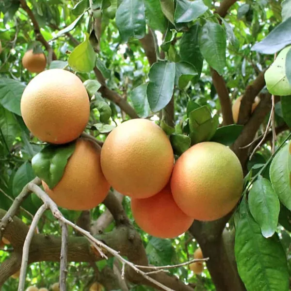 Star_Ruby_Grapefruit_Grafted_Fruit_Plant_(1-2_Feet_Height)