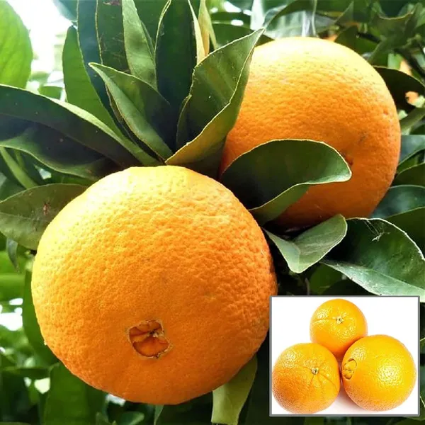 Washington_Navel_Orange_Santra_Grafted_Fruit_Plant_(1.5-2_Feet_Height)
