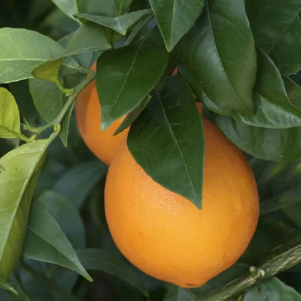 Washington_Navel_Orange_Santra_Grafted_Fruit_Plant_(1.5-2_Feet_Height)