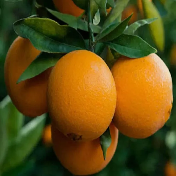 Washington_Navel_Orange_Santra_Grafted_Fruit_Plant_(1.5-2_Feet_Height)