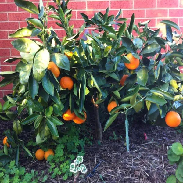 Washington_Navel_Orange_Santra_Grafted_Fruit_Plant_(1.5-2_Feet_Height)
