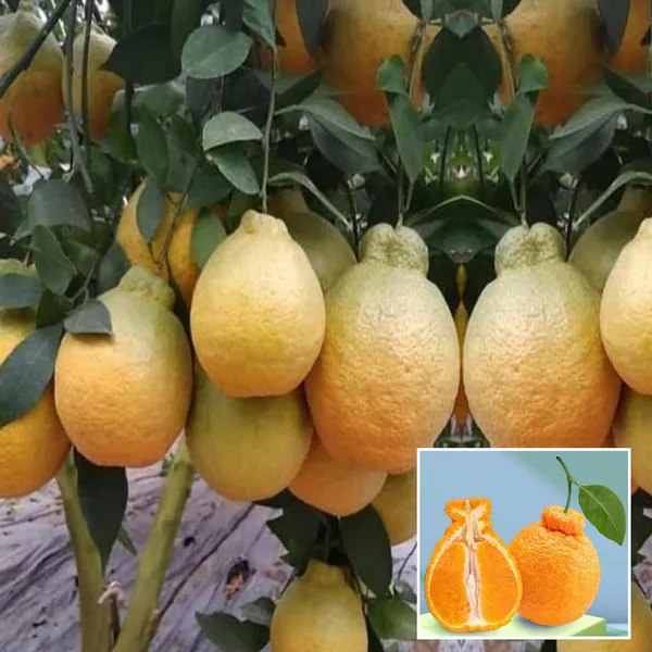 Dekopon_Orange_Santra_Grafted_Fruit_Plant_(1.5-2_Feet_Height)