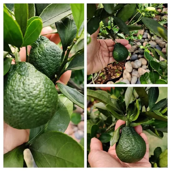 Dekopon_Orange_Santra_Grafted_Fruit_Plant_(1.5-2_Feet_Height)